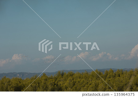 Dense green forest covering a mountain hillside, photographed from the road in August 2025, with layered trees, summer foliage, and a clear blue sky. Dense green forest covering a mountain hillside, photographed from the road in August 2025, with layered trees, summer foliage, and a clear blue sky. 135964375