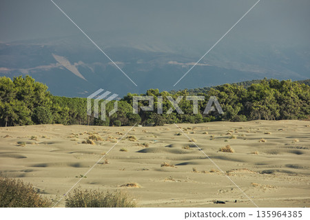 Dense green forest covering a mountain hillside, photographed from the road in August 2025, with layered trees, summer foliage, and a clear blue sky. 135964385