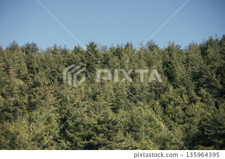 Dense green forest covering a mountain hillside, photographed from the road in August 2025, with layered trees, summer foliage, and a clear blue sky. Dense green forest covering a mountain hillside, photographed from the road in August 2025, with layered trees, summer foliage, and a clear blue sky. 135964395