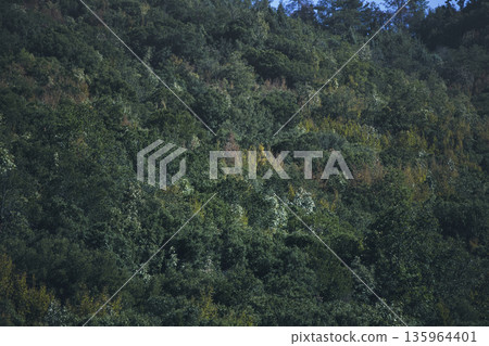 Dense green forest covering a mountain hillside, photographed from the road in August 2025, with layered trees, summer foliage, and a clear blue sky. Dense green forest covering a mountain hillside, photographed from the road in August 2025, with layered trees, summer foliage, and a clear blue sky. 135964401