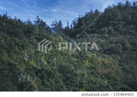 Dense green forest covering a mountain hillside, photographed from the road in August 2025, with layered trees, summer foliage, and a clear blue sky. 135964403