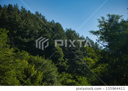 Dense green forest covering a mountain hillside, photographed from the road in August 2025, with layered trees, summer foliage, and a clear blue sky. Dense green forest covering a mountain hillside, photographed from the road in August 2025, with layered trees, summer foliage, and a clear blue sky. 135964411