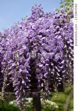 紫藤花 紫藤花 135964566