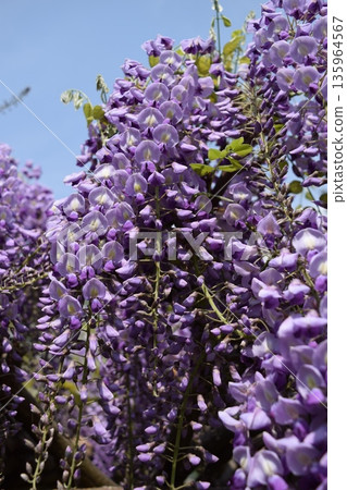 紫藤花 紫藤花 135964567