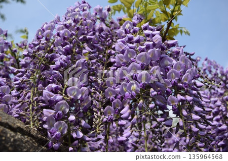 紫藤花 135964568