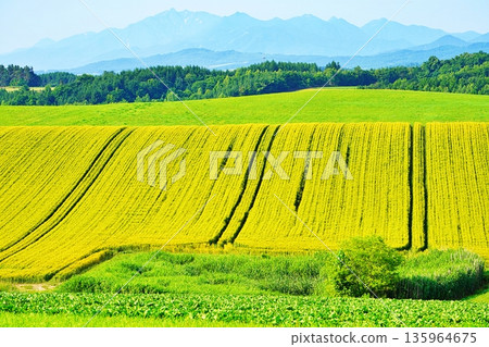 Wheat field of early summer Wheat field of early summer 135964675