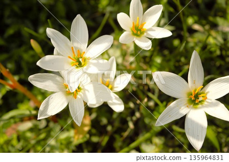 White flowers of Tamasudare, Nepal White flowers of Tamasudare, Nepal 135964831