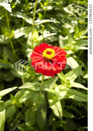 Red Zinnia Flowers Nepal 2 Red Zinnia Flowers Nepal 2 135964833