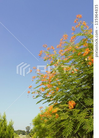 藍毘尼2號燈籠樹的黃色花朵 藍毘尼2號燈籠樹的黃色花朵 135964835