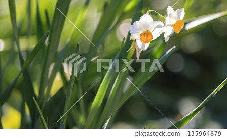 Narcissus Narcissus 135964879