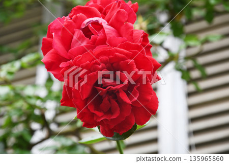 Rose Rose 135965860