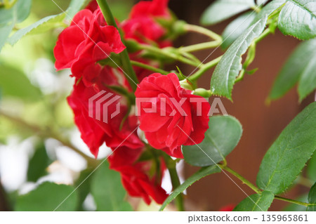 Rose Rose 135965861