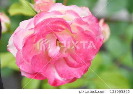 Rose Rose 135965865