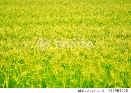 Wheat fields in Hokkaido in summer Wheat fields in Hokkaido in summer 135965938