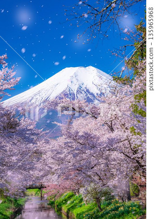 [Sakura blizzard] Cherry blossoms in Oshino Village, Mt. Fuji, and cherry blossom blizzard [Yamanashi Prefecture] 135965968