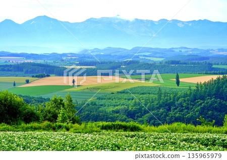 北海道上富良野山丘的壯麗景色 北海道上富良野山丘的壯麗景色 135965979