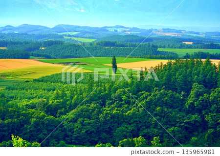 北海道上富良野山丘的壯麗景色 135965981