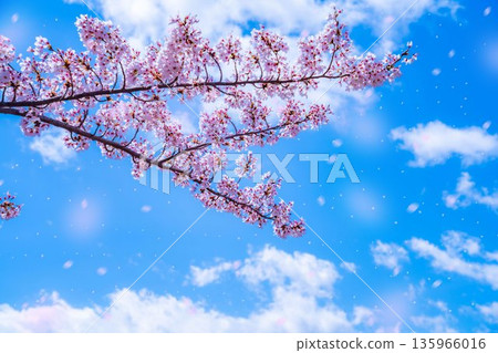 [櫻花暴雪素材] 從盛開的櫻花樹下的河口湖北岸觀賞富士山和櫻花暴雪 [山梨縣] 135966016