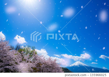 [Cherry Blossom Snowstorm Material] Mt. Fuji and cherry blossom snowstorm seen from the north shore of Lake Kawaguchi with cherry blossoms in full bloom [Yamanashi Prefecture] 135966025