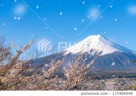【櫻花雪暴素材】從荒倉山淺間公園看到的富士山、櫻花和櫻花雪暴【山梨縣】 135966046