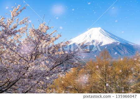 【櫻花雪暴素材】從荒倉山淺間公園看到的富士山、櫻花和櫻花雪暴【山梨縣】 135966047