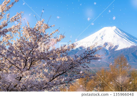【櫻花雪暴素材】從荒倉山淺間公園看到的富士山、櫻花和櫻花雪暴【山梨縣】 135966048
