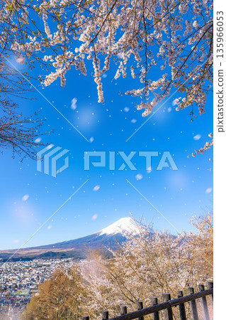 [Cherry Blossom Snowstorm Material] Mt. Fuji, cherry blossoms, and cherry blossom snowstorm seen from Arakurayama Sengen Park [Yamanashi Prefecture] 135966053