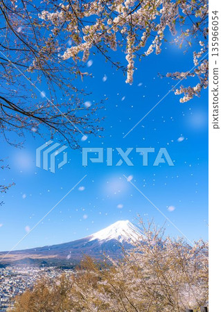 [Cherry Blossom Snowstorm Material] Mt. Fuji, cherry blossoms, and cherry blossom snowstorm seen from Arakurayama Sengen Park [Yamanashi Prefecture] 135966054