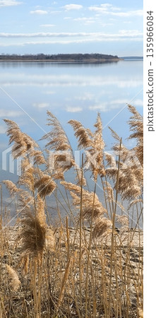 Dry reeds on the shore of a calm lake under a blue sky 135966084