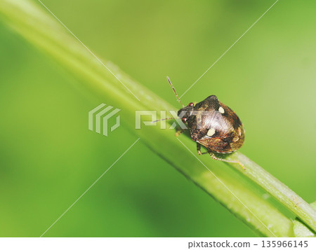 Purple stink bug 135966145