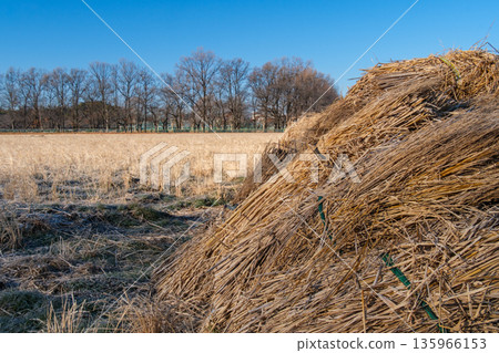稻田秸杆 135966153