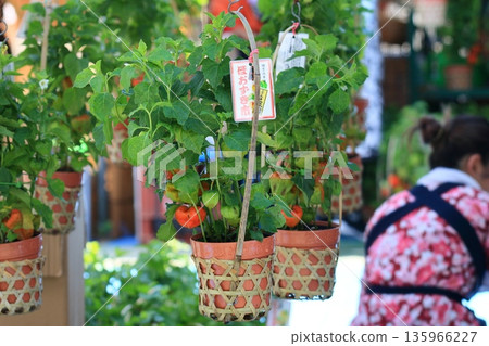 Pots of ground cherries lined up at the stalls at the Asakusa Ground Cherry Market Pots of ground cherries lined up at the stalls at the Asakusa Ground Cherry Market 135966227