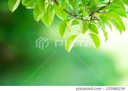 The season of fresh greenery The season of fresh greenery 135966234