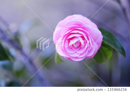 美麗的粉紅色山茶花 135966256