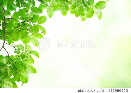 新綠色的季節 135966330