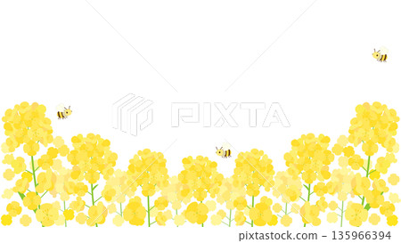 Illustration of a rapeseed flower field with bees flying 16:9 version 135966394