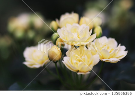 Cute yellow flowers 135966396