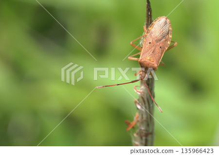 Hoshi Hararillo Helicopter bug Hoshi Hararillo Helicopter bug 135966423