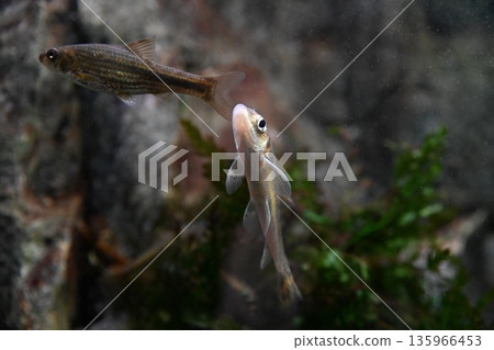 Small freshwater minnow Phoxinus lagowskii swimming underwater near stones and aquatic plants in clear water, natural river habitat, wildlife close up Small freshwater minnow Phoxinus lagowskii swimming underwater near stones and aquatic plants in clear water, natural river habitat, wildlife close up 135966453