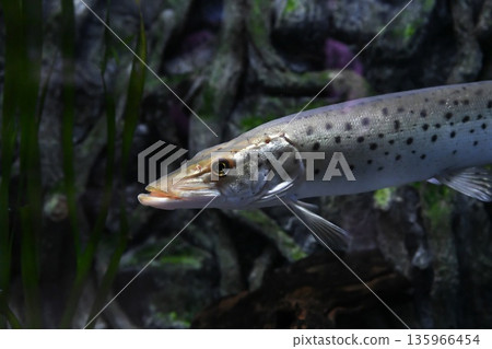 Close up of Amur pike Esox reichertii head in aquarium water. Predatory freshwater fish with sharp teeth and elongated snout. 135966454