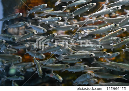 Juvenile Baikal omul schooling underwater in clear freshwater, small silver fish swimming together in natural aquatic environment, wildlife and ichthyology Juvenile Baikal omul schooling underwater in clear freshwater, small silver fish swimming together in natural aquatic environment, wildlife and ichthyology 135966455