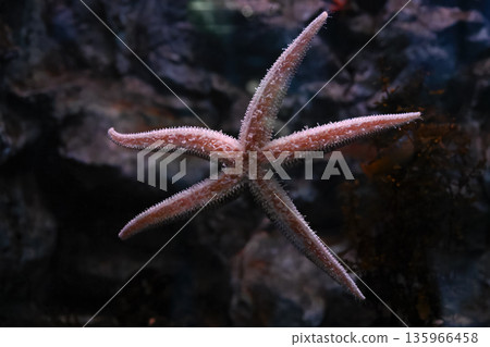 Close view of Distolasterias prickly sea star attached to aquarium glass, showing inner surface and tube feet with detailed texture and marine biology focus. 135966458