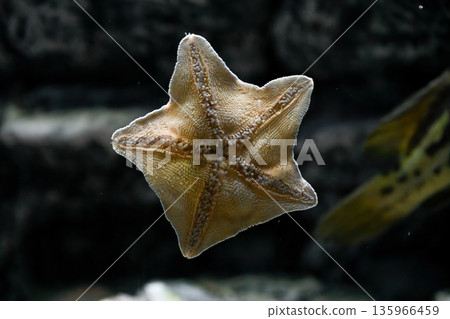 Patiria pectinifera sea star close up in aquarium. Five armed marine echinoderm from the Sea of Japan with textured surface. 135966459