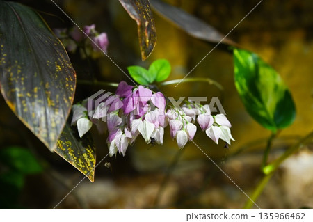 Clerodendrum thomsoniae Delectum flower cluster with pink and white bracts and green leaves in tropical garden close up. Clerodendrum thomsoniae Delectum flower cluster with pink and white bracts and green leaves in tropical garden close up. 135966462