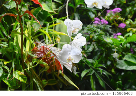 Phalaenopsis amabilis white orchid flowers blooming among green foliage in tropical garden. Elegant moth orchid inflorescence close up. Phalaenopsis amabilis white orchid flowers blooming among green foliage in tropical garden. Elegant moth orchid inflorescence close up. 135966463