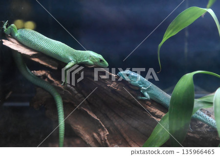 Two green keel bellied lizards resting on a tree branch and looking at each other in a gentle curious moment. Calm reptile interaction in terrarium. 135966465