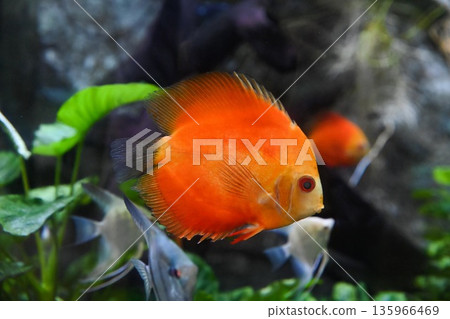 Bright red discus fish swimming in freshwater aquarium with green plants and other fish, tropical pet species with round body and vivid color 135966469