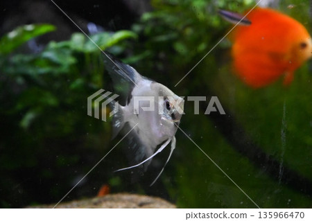 Single Paraiba angelfish in freshwater aquarium graceful tropical fish with long fins soft light and natural aquatic background 135966470