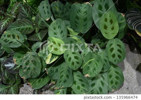 Maranta plant top view with many patterned leaves. Tropical prayer plant foliage forming dense green texture indoors. 135966474