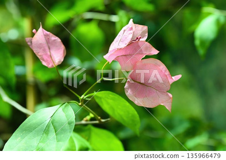 Bougainvillea glabra Choisy with bright pink bracts and green leaves blooming outdoors. Popular ornamental tropical garden vine close up. 135966479
